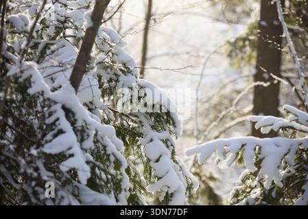 Branches d'épinette recouvertes de neige illuminées par la lumière chaude du soleil dans une forêt d'hiver. Gros plan d'un arbre à feuilles persistantes avec de la neige fraîche dans un paysage boisé serein Banque D'Images