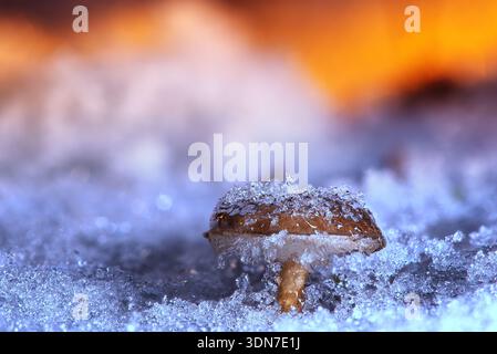 Macro gros plan d'un petit champignon brun recouvert de cristaux de glace et de givre, émergeant d'un sol gelé sur un fond bokeh orange chaud flou Banque D'Images