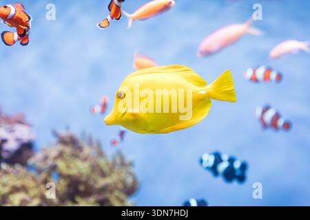 Tang jaune vif nageant parmi les poissons de récif colorés au Mont Banque D'Images