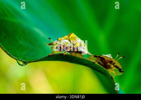 Photo macro de deux coléoptères tortues dorés s'accouplant sur une feuille verte éclatante à la lumière naturelle Banque D'Images