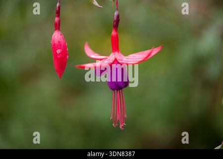 Les espèces de fuchsia sont indigènes au Mexique, en Amérique centrale et en Amérique du Sud. Costa Rica. Banque D'Images