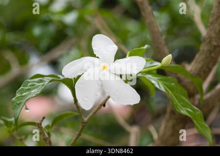 Crêpe Jasmin, Tabernaemontana divaricata, dans un jardin au Panama. Banque D'Images