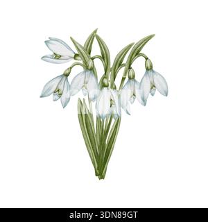 Goutte de neige aquarelle de fleur dessinée à la main et feuilles vertes. Collection de fleurs printanières Galanthus. Concept printemps, primevre, pâques, botanique Banque D'Images