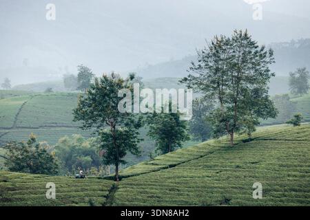 Plantations de thé vert luxuriant avec des arbres dispersés dans un paysage brumeux et montagneux. Collines de thé de long Coc, district de Tan son, Phu Tho, Vietnam Banque D'Images