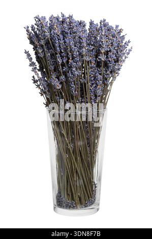 Un arrangement apaisant de fleurs de lavande séchées, élégamment présentées dans un vase en verre transparent, parfait pour la décoration intérieure et le parfum naturel Banque D'Images