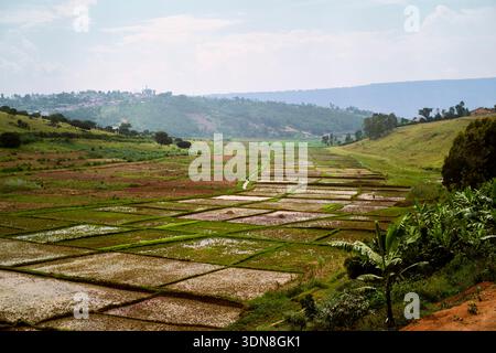 Des champs agricoles verdoyants s'étendent à travers une vallée pittoresque avec des collines lointaines et un ciel serein. Kigali, Rwanda Banque D'Images