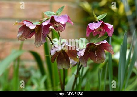 Hellebore violet à floraison précoce, Helleborus × hybridus, fleurit dans un jardin d'hiver britannique en février Banque D'Images
