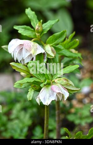 Blanc avec des taches roses fleur d'hiver de hellebore hybride, Helleborus x hybridus hellebore double ellen blanc taches UK jardin février Banque D'Images