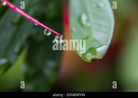 Deux gouttes d'eau suspendues à une seule étamine d'une fleur de biberon cramoisi. Banque D'Images