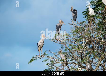 Gros plan d'oiseaux asiatiques Openbill (Anastomus oscitans) perchés dans une cime d'arbre, Malaisie Banque D'Images