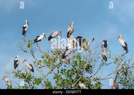 Troupeau d'oiseaux asiatiques Openbill (Anastomus oscitans) perché dans une cime d'arbre, Malaisie Banque D'Images
