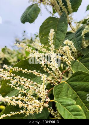 Vue rapprochée d'espèces envahissantes japonaises de nouilles montrant des panicules florales blanches et crémeuses caractéristiques et de grandes feuilles vertes ovales sur fond de ciel bleu. Banque D'Images