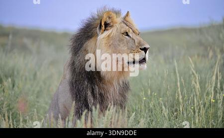 Kgalagadi, Afrique du Sud Banque D'Images
