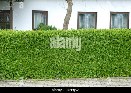 Rainweide Ligustrum vulgare Atrovirens McPHRM *** saule de pluie Ligustrum vulgare Atrovirens McPHRM McPHRM Banque D'Images