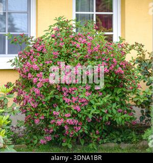 Weigelie Weigela Bristol Ruby McPHRM *** Weigelie Weigela Bristol Ruby McPHRM McPHRM Banque D'Images