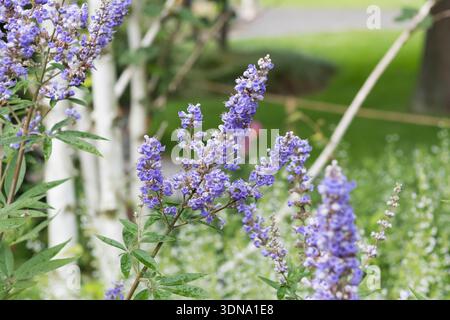 Mönchspfeffer Vitex agnus-castus F. latifolia McPHRM *** moines poivre Vitex agnus castus f latifolia McPHRM McPHRM Banque D'Images