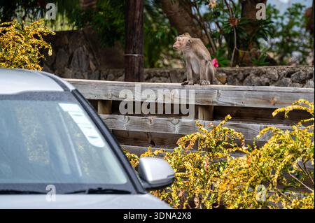 Macaque à longue queue assis sur une clôture en bois près d'une voiture dans un quartier résidentiel de Tamarin, Maurice Banque D'Images