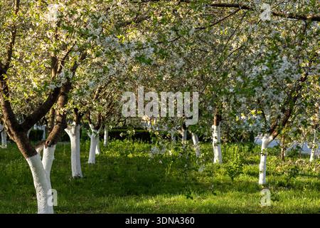Rangées d'arbres en fleurs avec des troncs peints en blanc dans un jardin vert ensoleillé Banque D'Images