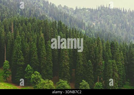 Une forêt de pins de l'Himalaya à Sonmarg / Sonamarg, Jammu-et-Cachemire, Inde. Banque D'Images