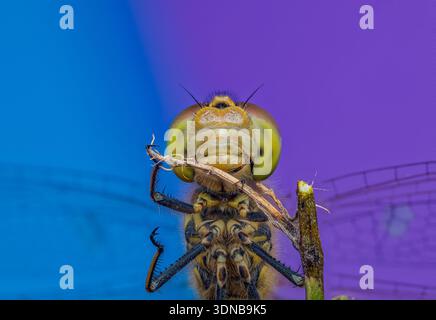 Portrait d'une libellule assise sur une branche, sur fond bleu et violet [Sympetrum vulgatum] Banque D'Images
