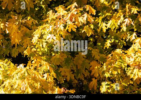 Une vue rapprochée vibrante de nombreuses feuilles individuelles présentant des teintes jaunes brillantes pendant la saison d'automne Banque D'Images