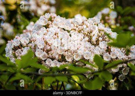 De délicates grappes de fleurs roses et blanches de Laurel des montagnes sont capturées dans un gros plan détaillé, mettant en valeur leur structure complexe Banque D'Images