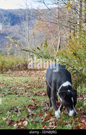 Chien noir et blanc marchant à travers un paysage forestier d'automne Banque D'Images