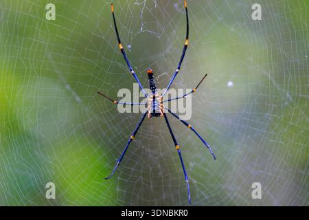 Golden Orb Weaver Spider sur le Web dans Sinharaja Rainforest, Sri Lanka Banque D'Images
