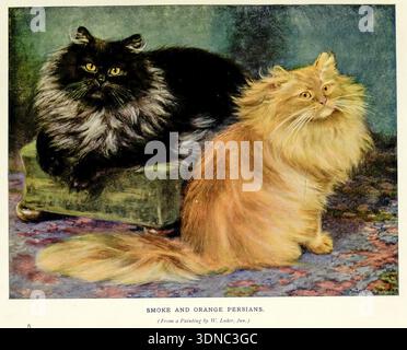 Deux chats persans à poil long, l'un noir fumé et l'autre orange gingembre, représentant un portrait de race classique avec une fourrure luxueuse et une coloration distincte dans une présentation d'art antique tirée du livre du chat par Simpson, Frances, Miss date de publication 1903 Publisher Cassell and Company, Limited Banque D'Images