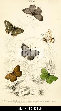 Illustration scientifique complexe peinte à la main mettant en valeur diverses espèces de papillons britanniques Thecla, y compris la strie noire, la strie blanche et la strie verte, sur le feuillage délicat de LA BIBLIOTHÈQUE NATURALISTE. EDITÉ PAR SIR WILLIAM JARDINE, BART. VOL. XXIX. British Butterflies de Duncan, James, 1804-1861, Cuvier, Georges, baron, 1769-1832, Jardine, William, Sir, 1800-1874, date de publication 1855 Éditeur Édimbourg : W.H. Lizars ; Londres : Henry G. Bohn Banque D'Images