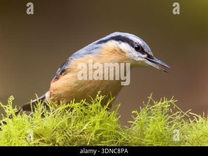 A Nuthatch (Sitta europaea), Warwickshire Banque D'Images