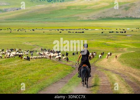 Mongolie, province d'Ovorkhangai, vallée d'Orkhon, troupeau de moutons et berger à cheval Banque D'Images