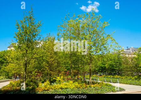 France, Paris, Hôtel de ville, la forêt urbaine plantée en juin 2025 sur le Parvis Banque D'Images