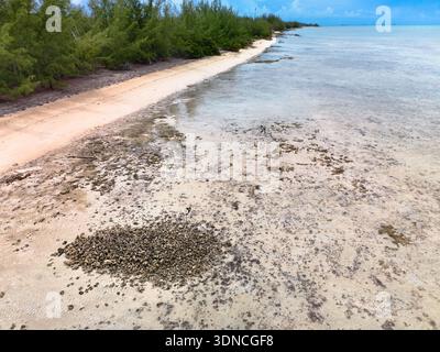Vue aérienne de la plage ensoleillée rencontrant l'eau turquoise, avec le littoral orné de verdure luxuriante, Eleuthera, Bahamas. Banque D'Images