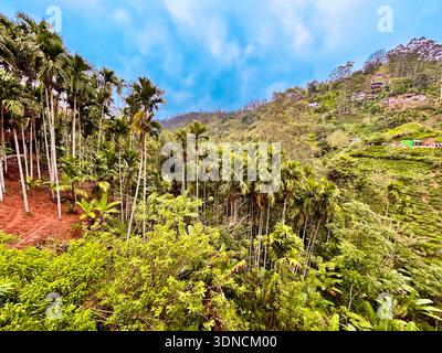 Sri Lanka, UVA province, Demodara (près d'Ella) Banque D'Images