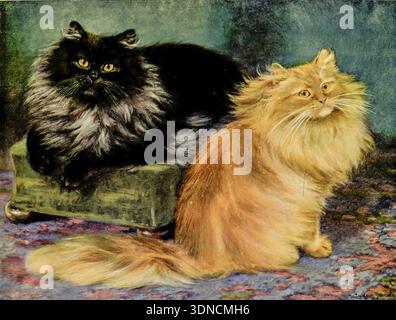 Deux chats persans à poil long, l'un noir fumé et l'autre orange gingembre, représentant un portrait de race classique avec une fourrure luxueuse et une coloration distincte dans une présentation d'art antique tirée du livre du chat par Simpson, Frances, Miss date de publication 1903 Publisher Cassell and Company, Limited Banque D'Images