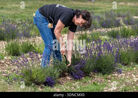 France, Drôme, Drôme Provencale, Sault district, Ferrassières, cultivatrice de lavande Nathalie Busi dans son champ pour récolter la lavande de la variété Super bleue Banque D'Images