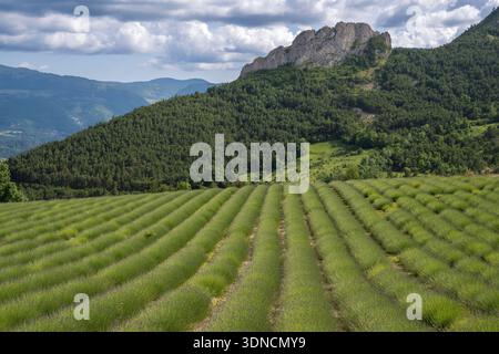 France, Drôme, parc naturel régional des Baronnies provencales, Izon-la-Bruisse, champ de lavande Banque D'Images