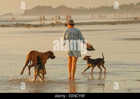 Femme promenant des chiens plus petits qui ont peur d'un grand Ridgeback ludique sur la plage de surf populaire Playa Guiones. Guiones, Nosara, Guanacaste, Costa Rica. Banque D'Images
