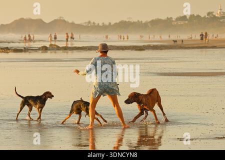 Femme promenant des chiens plus petits qui ont peur d'un grand Ridgeback ludique sur la plage de surf populaire Playa Guiones. Guiones, Nosara, Guanacaste, Costa Rica. Banque D'Images