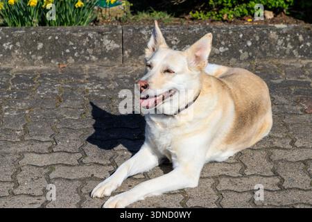 10 ans chien heureux avec un nez rose et les yeux fermés couchés sur un trottoir de pierre (mélange de Husky berger allemand). Banque D'Images
