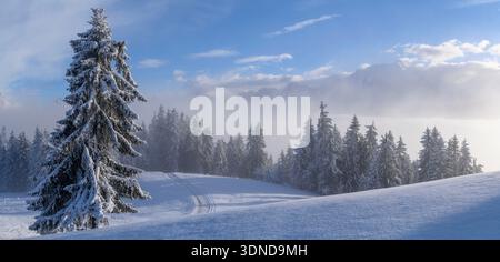 France, haute Savoie, Combloux, paysage enneigé de conifères avec nuages bas et brume Banque D'Images