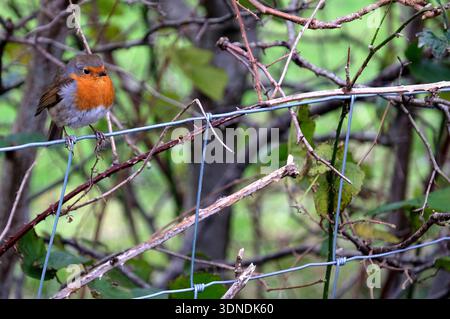 Robin perché parmi les sous-bois sur une clôture en barbwire au lac Loweswater dans le Lake District Cumbria Royaume-Uni Banque D'Images
