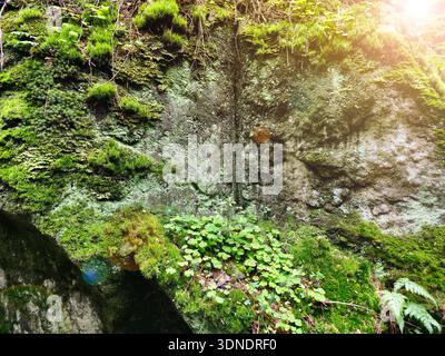 Mousse verte luxuriante et fougères poussant sur la roche volcanique sombre. Texture naturelle humide avec une verdure vibrante, des détails de forêt sauvage, un arrière-plan écologique capturant fres Banque D'Images