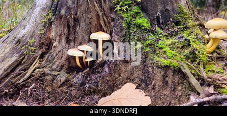 Souche d'arbre forestier couverte de champignons. Vieux moignon avec des champignons. Le moignon est recouvert de mousse. Il y a des champignons qui poussent sur la belle souche. A Banque D'Images