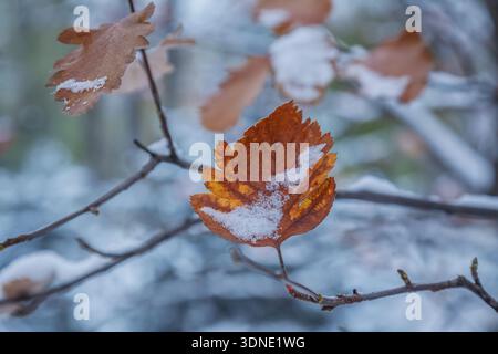Feuilles de cendres d'automne sèches sur un arbre sous la neige, gros plan Banque D'Images