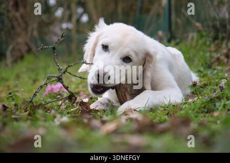 Une jeune labrador qui mâchouille du bois Banque D'Images
