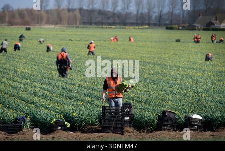 Les travailleurs migrants d'Europe orientale cueillent des jonquilles dans les champs du Lincolnshire. Banque D'Images