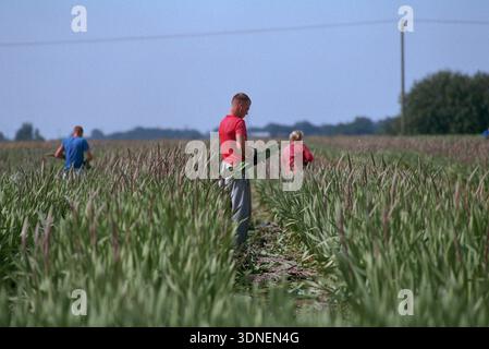 Les travailleurs migrants de l'Europe de l'harvest glaïeuls dans le Lincolnshire. Banque D'Images