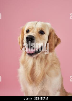 Un Golden Retriever semble joyeux et amical sur un fond rose, affichant une expression calme et joyeuse. La photo capture le chien doux Banque D'Images